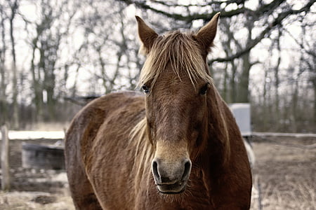 hevonen, ruskea, talvi, ruskea hevonen, hevosen pään, eläinten, kotieläinten