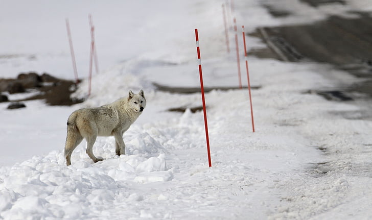 Wolf, einsamer, Predator, Schnee, Tierwelt, Natur, Wild