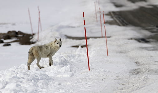 wolf, lone, predator, snow, wildlife, nature, wild