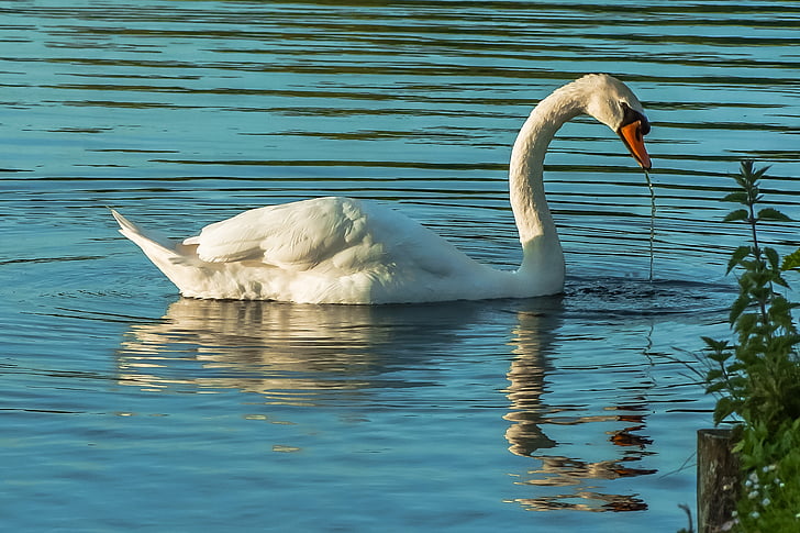 Swan, vatten, sjön