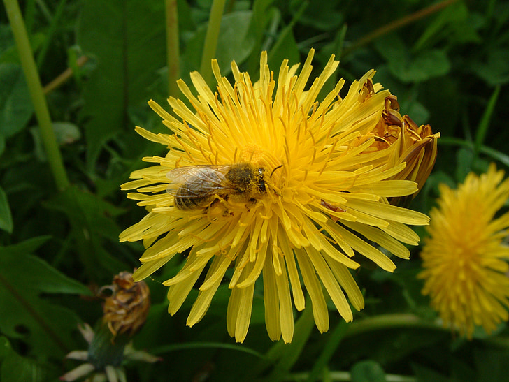 Biene, Blume, Löwenzahn, Pollen
