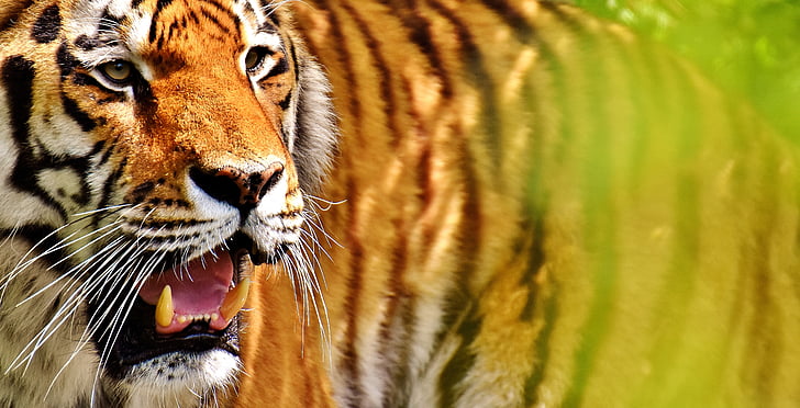 Тигър, Хищникът, кожа, Красив, опасни, котка, дива природа фотография