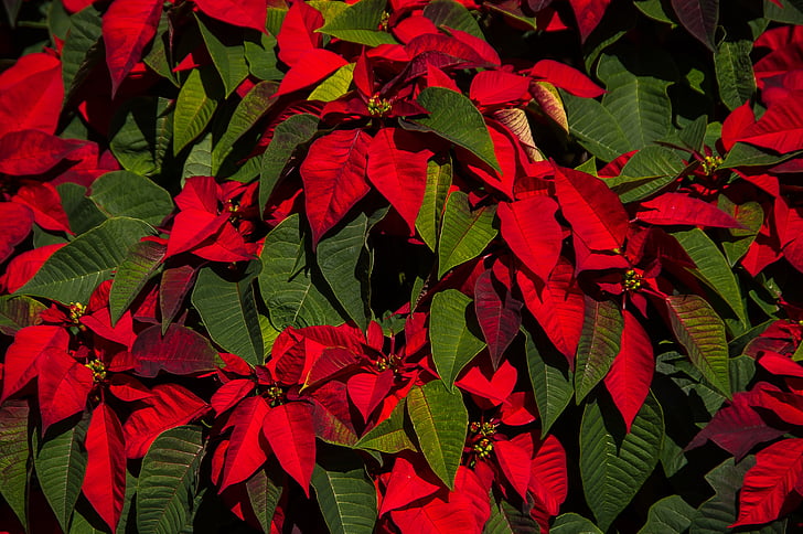 poinsettia, leaves, flowers, red, green, bright, christmas