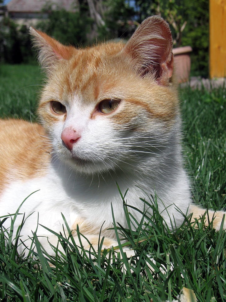 Kot, Tomcat, zwierząt, Kot domowy, zwierzęta, trawa, ładny