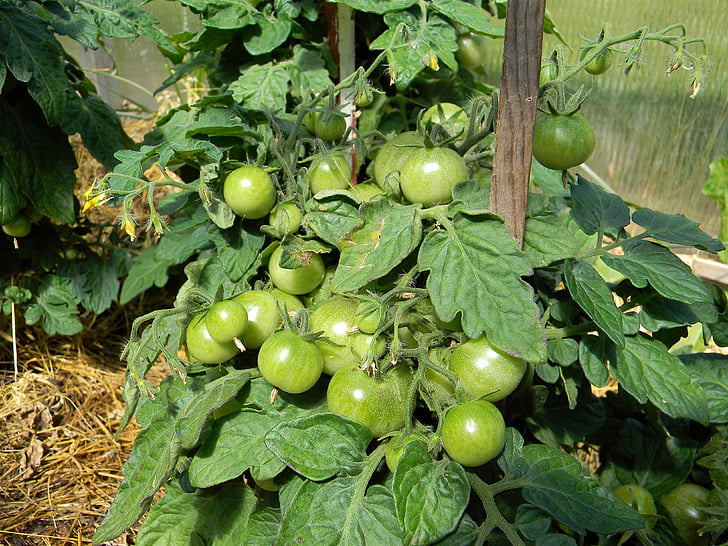 tomate, tomates, por qué, efecto invernadero, los tomates en rama, verduras, vegetarianismo