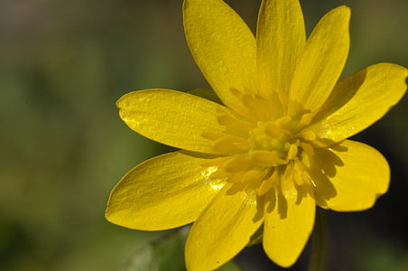 Blume, gelb, Blüte, Bloom, Anlage, Frühling, Natur