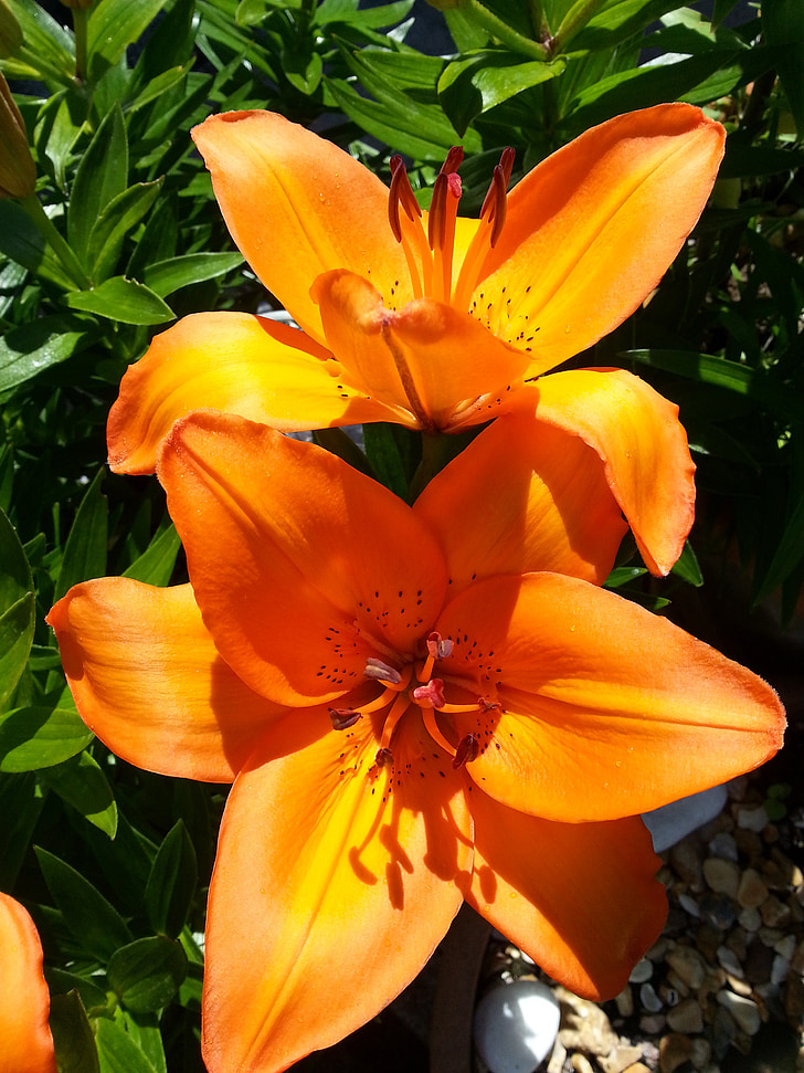 Lily, bloem, Floral, natuur, plant, Bloom, zomer