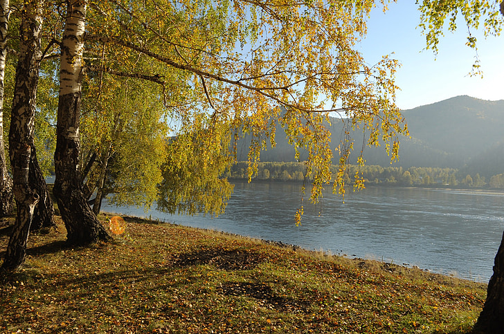 Jesenná krajina, brezy, drevo, pobočky, rieka, žltá