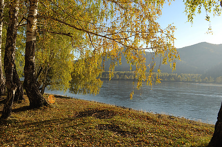 efteråret landskab, birketræer, træ, grene, floden, gul