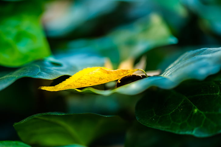 jesień, Japonia, Zmarłe listowie, zielony, Ueno park, pozostawia
