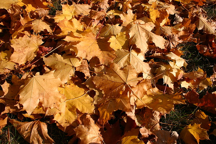 Park, lasu, jesień, drzewo, liści, Październik, Natura