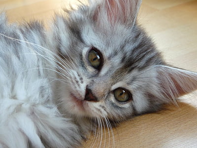 mèo con, Maine coon, màu xám, bạc, con mèo