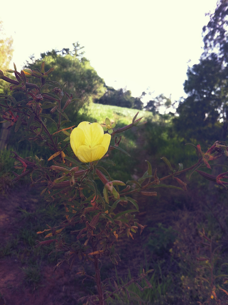 natuur, bloem, plant