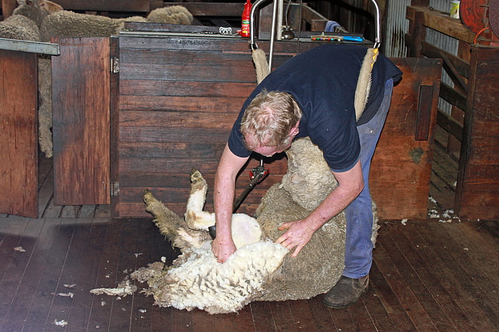 sheep shearing, sheep, wool, shear, agriculture, livestock, herd animal