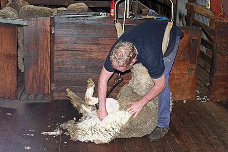 stříhání ovcí, ovce, vlna, zkosení, zemědělství, hospodářská zvířata, stádo zvířat