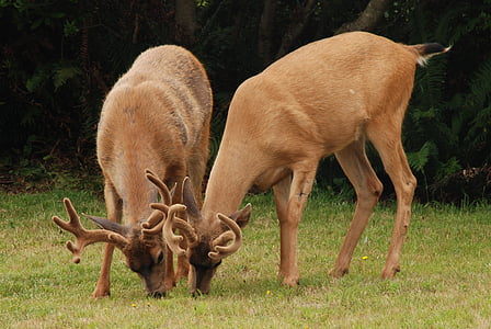 deer, mammal, fauna, antlers, nature, washington state, north america