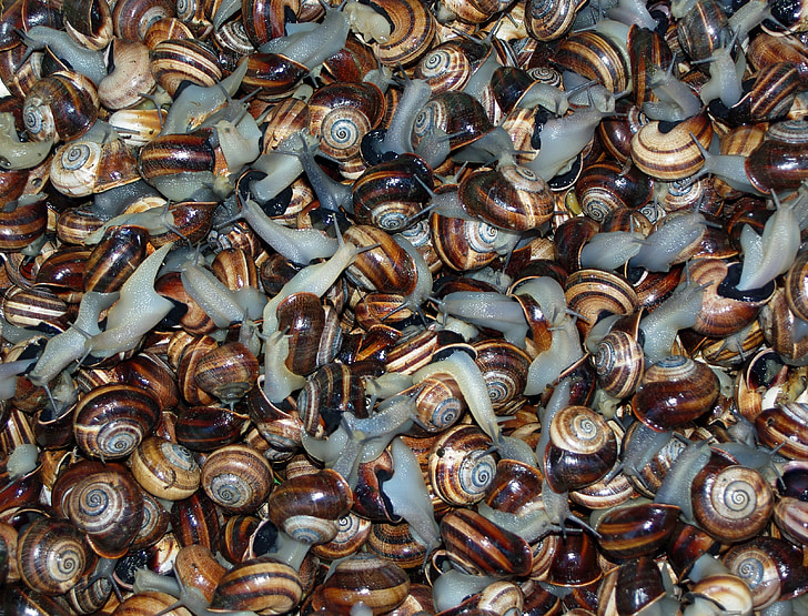 snails, food, gastropods, market
