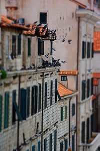 galambok, Dubrovnik, óváros, utazás, turizmus, Horvátország, kő