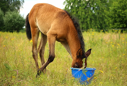 horse, foal, thoroughbred arabian, brown mold, feed bucket, grass, pasture