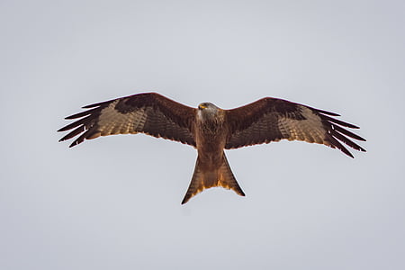 milan, raptor, bird of prey, wildlife photography, nature, red milan, red kite