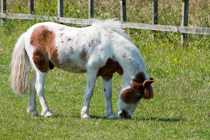 caballo, Pony, de pastoreo, bonita, equinos, animal, comer