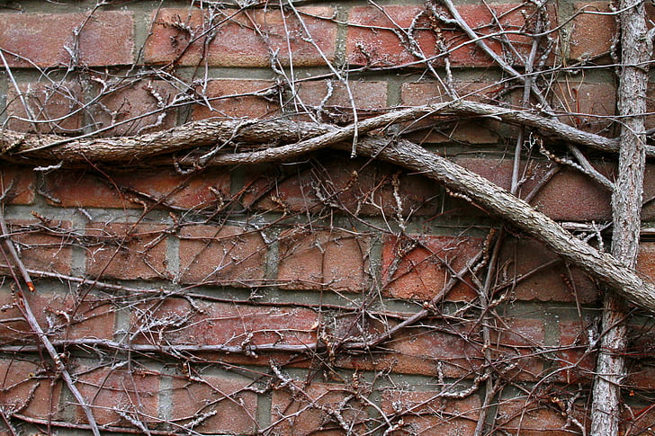 mur, racines d’arbres, Twine, façade