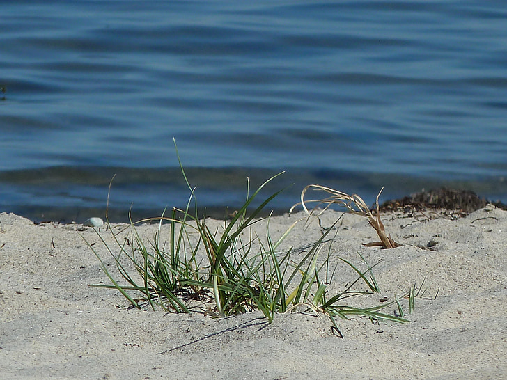 pláž, písek, tráva, voda, písečná pláž, svátek, Baltské moře