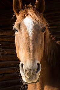 kůň, portrét, obličej, hlava, vlasy, Detailní záběr, zvíře
