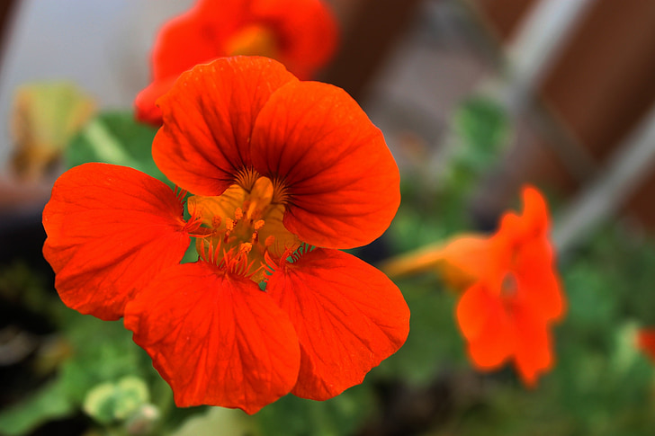 Nasturtium, Hoa, nở hoa, sinh động, cánh hoa, màu da cam, Hoa