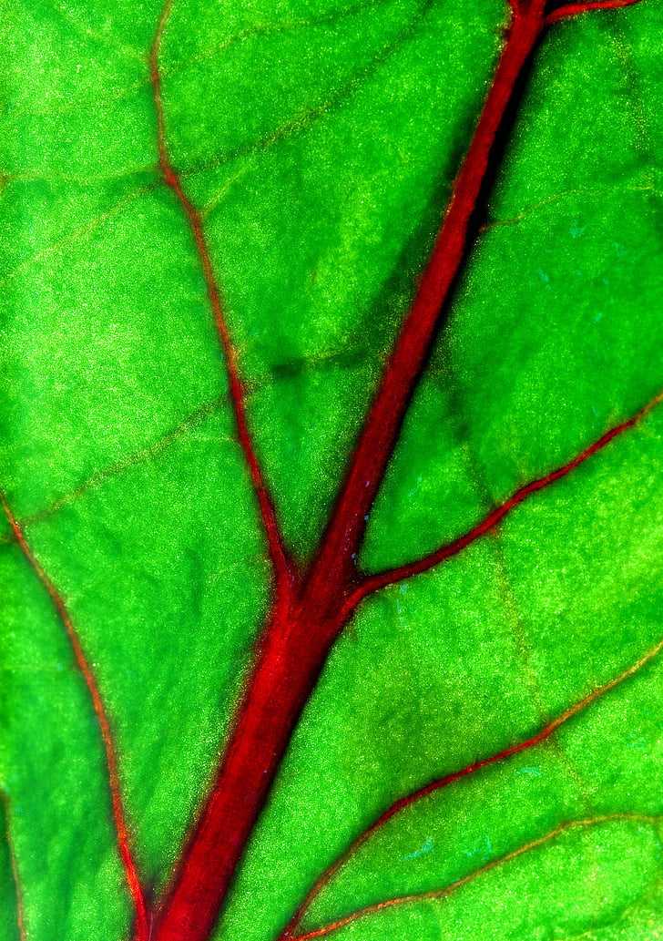 lembar, makro, mekar, pembuluh darah, daun, alam, Close-up