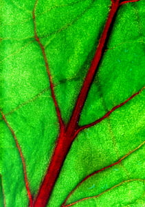 лист, макрос, Блум, вени, листа, природата, едър план