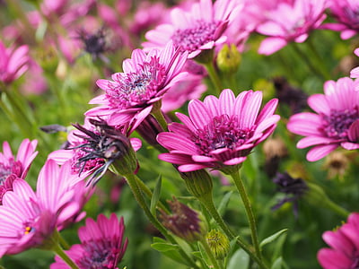 Kap-Korb, Blüte, Bloom, Blume, Rosa, Osteospermum, Kap-Gänseblümchen