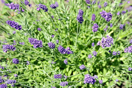 flowers, blue, violet, nature, the background, garden, grass