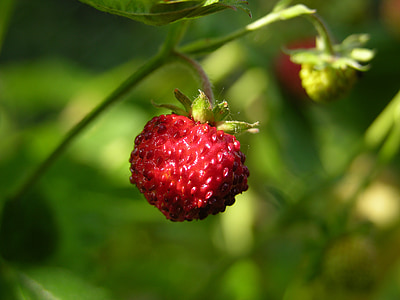 wood strawberry, nibble, fruits, summer, sun, forest, fruit