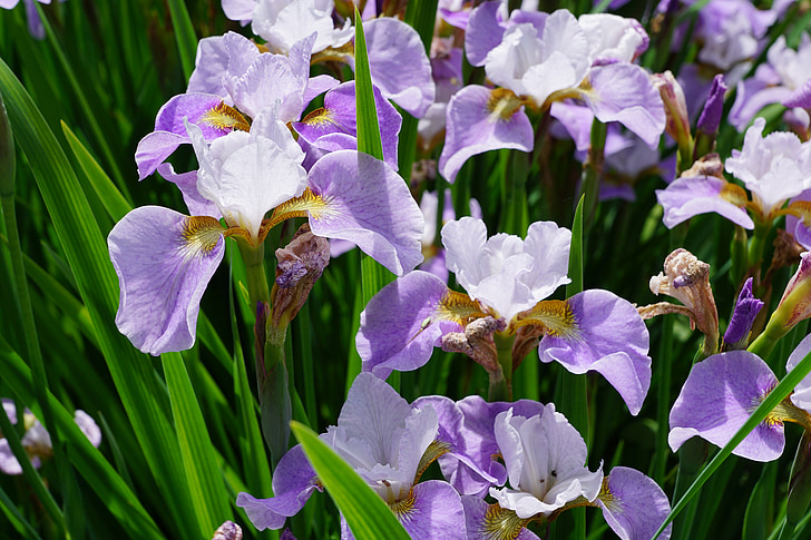 Iris, blomst, Blossom, Bloom, natur, haven, lilla