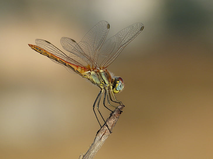 dragonfly, animal, wings, insect, wing, wildlife, bug