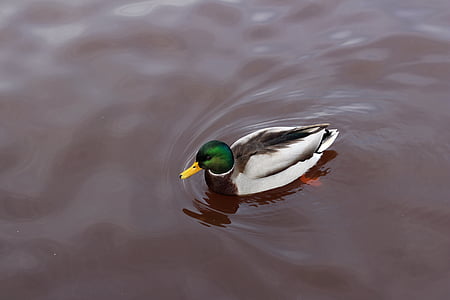 duck, swimming, water, animal, nature, pond, wildlife