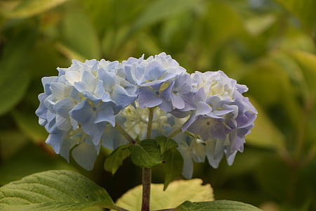 blomst, hortensia, blå, Bretagne