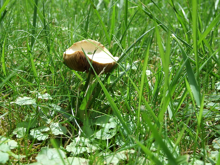 houby, tráva, závod, louka, zelená
