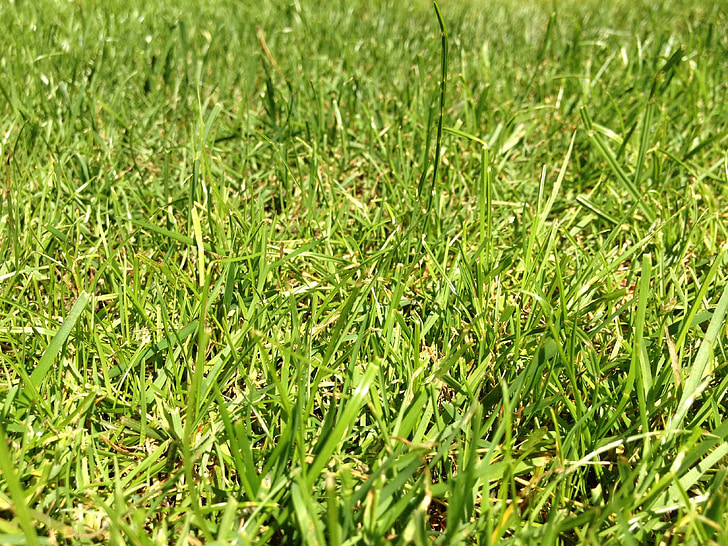 草, ラッシュ, グリーン, 草原, halme 冷静な, 草の葉, ジューシーです