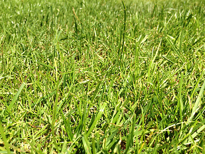 grass, rush, green, meadow, halme, blades of grass, juicy