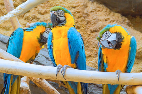 nature, animals, zoo, birds, tropical, parrot, macaw