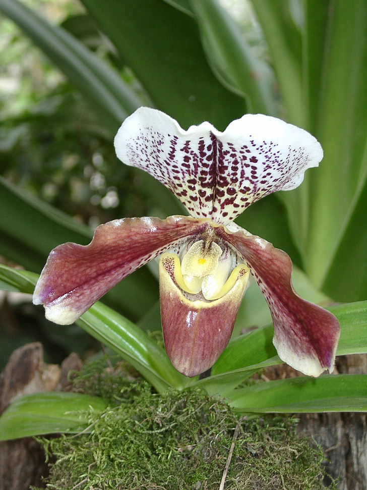 bloem, Orchid, plant
