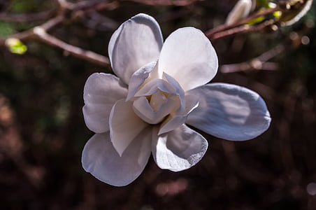 Magnolia, fehér, Blossom, Bloom, rózsaszín, teljes virágzás, egyetlen virág