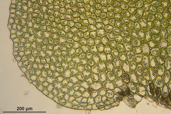 bazzania trilobata, microscopic, cells, biology, macro, science, plant