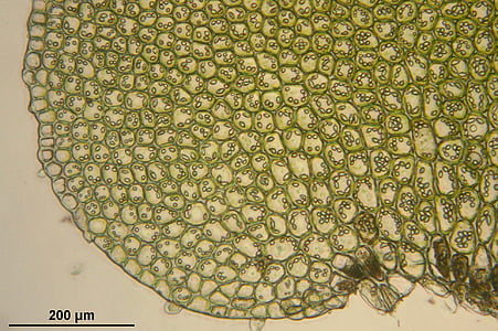 bazzania trilobata, al microscopio, cellule, biologia, macro, scienza, pianta