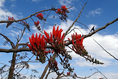 Coral tree, saulės medis, gėlė, skaisčiai raudona, didumo, Indija, medis