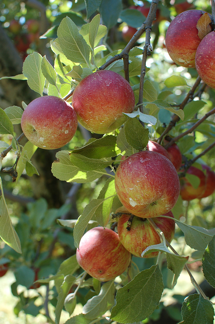 jabłka, Sad, drzewo, owoce, upadek, jesień, żniwa