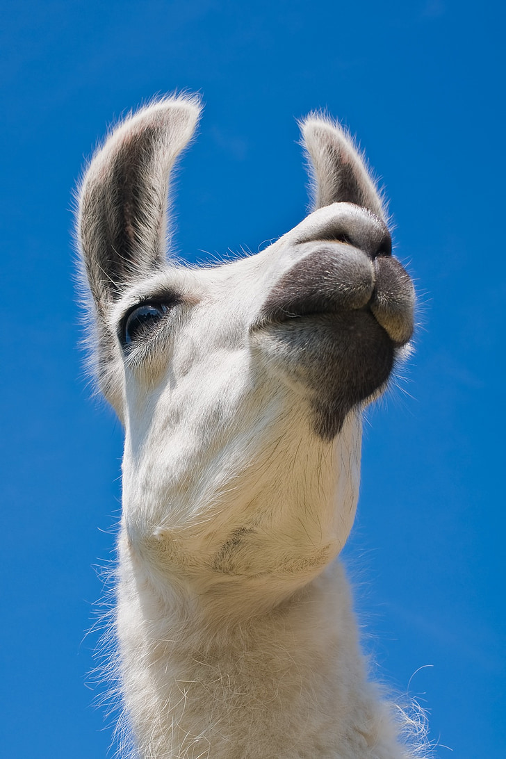 Renaixement de Lama, camell, blanc, Retrat, mamífer, pelatge, responsable