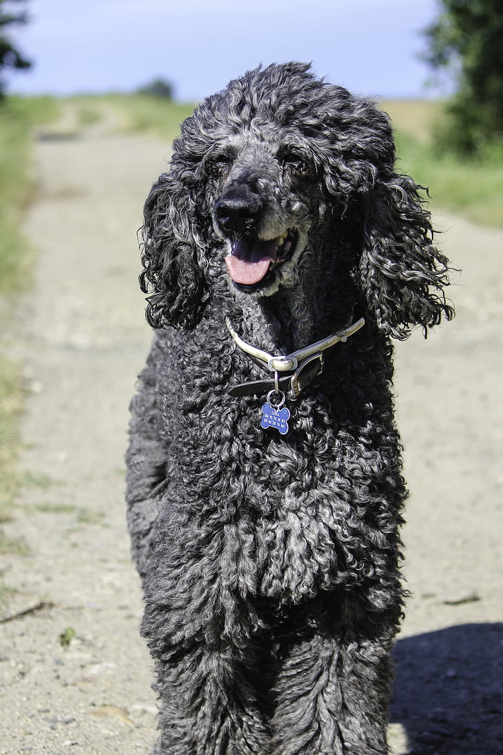 older standard poodle, ungroomed poodle, animal, casual, cheerful, happiness, happy